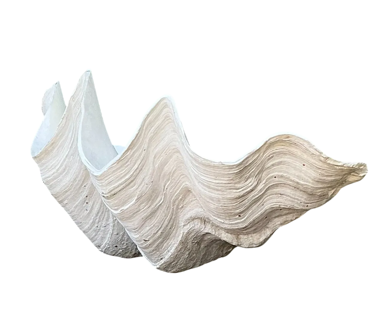 Vintage Gigas Giant Clamshell #14