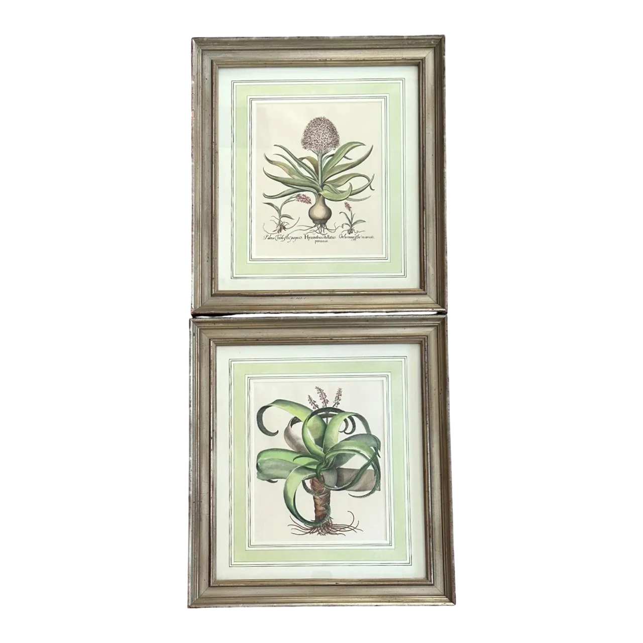 Vintage Framed Besler Botanical Prints - a Pair