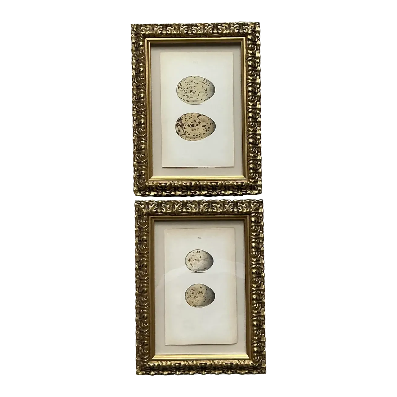 Vintage Original Book Plates of Eggs - A Pair