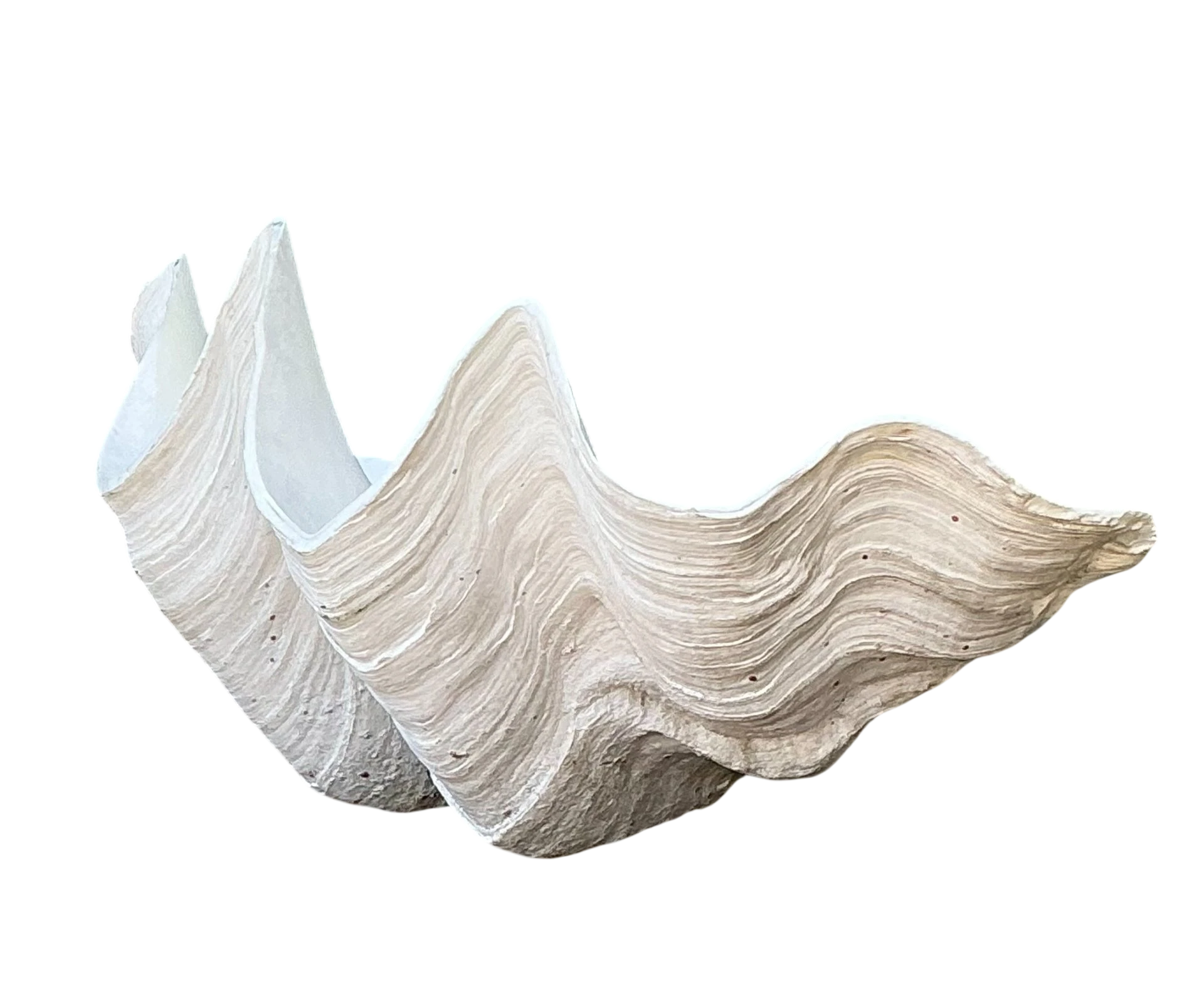 Vintage Gigas Giant Clamshell #14 — additional photo 1