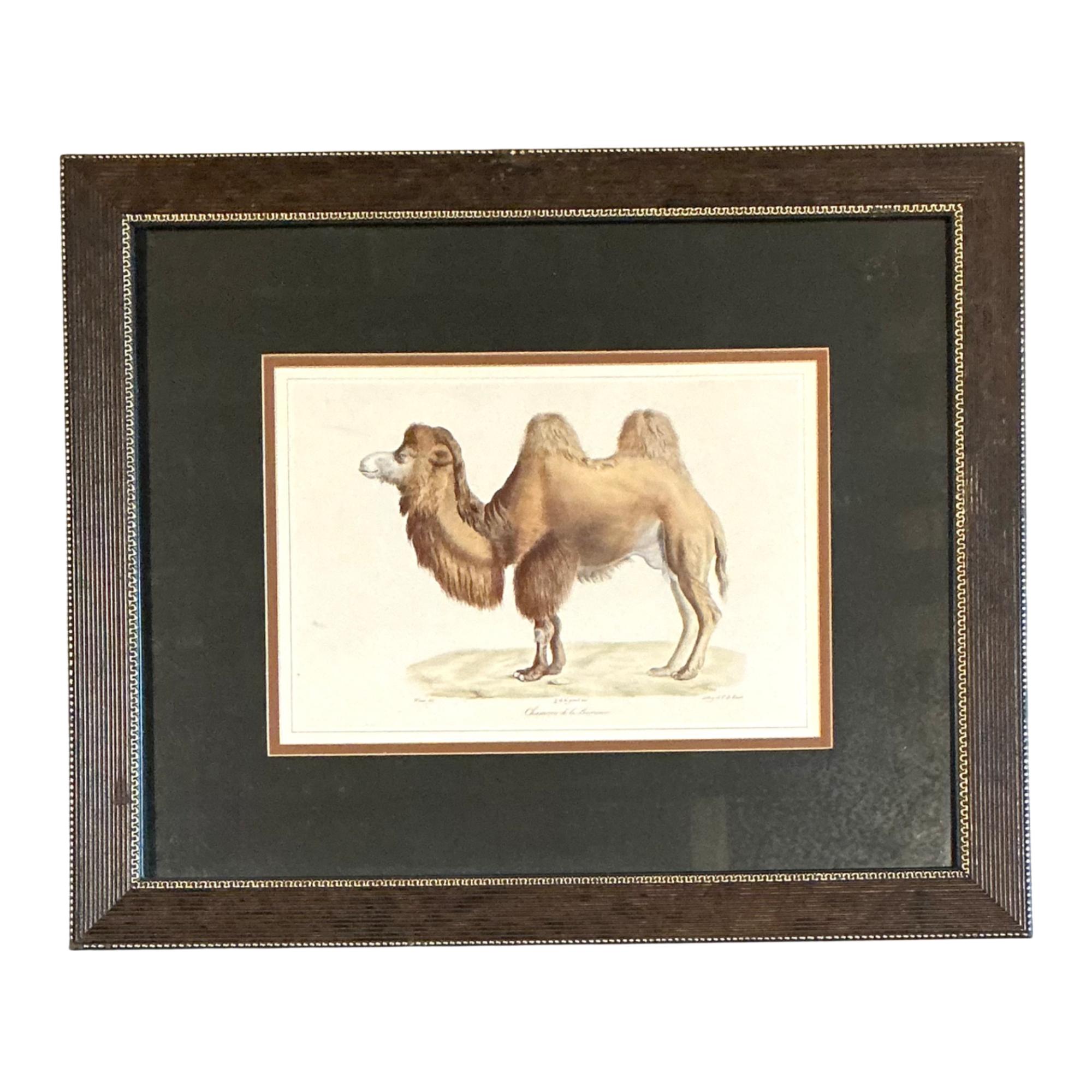 Vintage Framed Camel Print