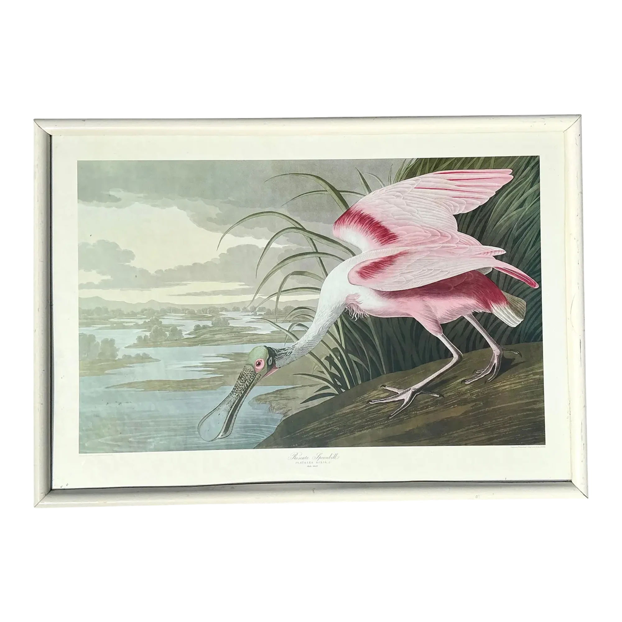 Vintage Audubon Print of Pink Spoonbill
