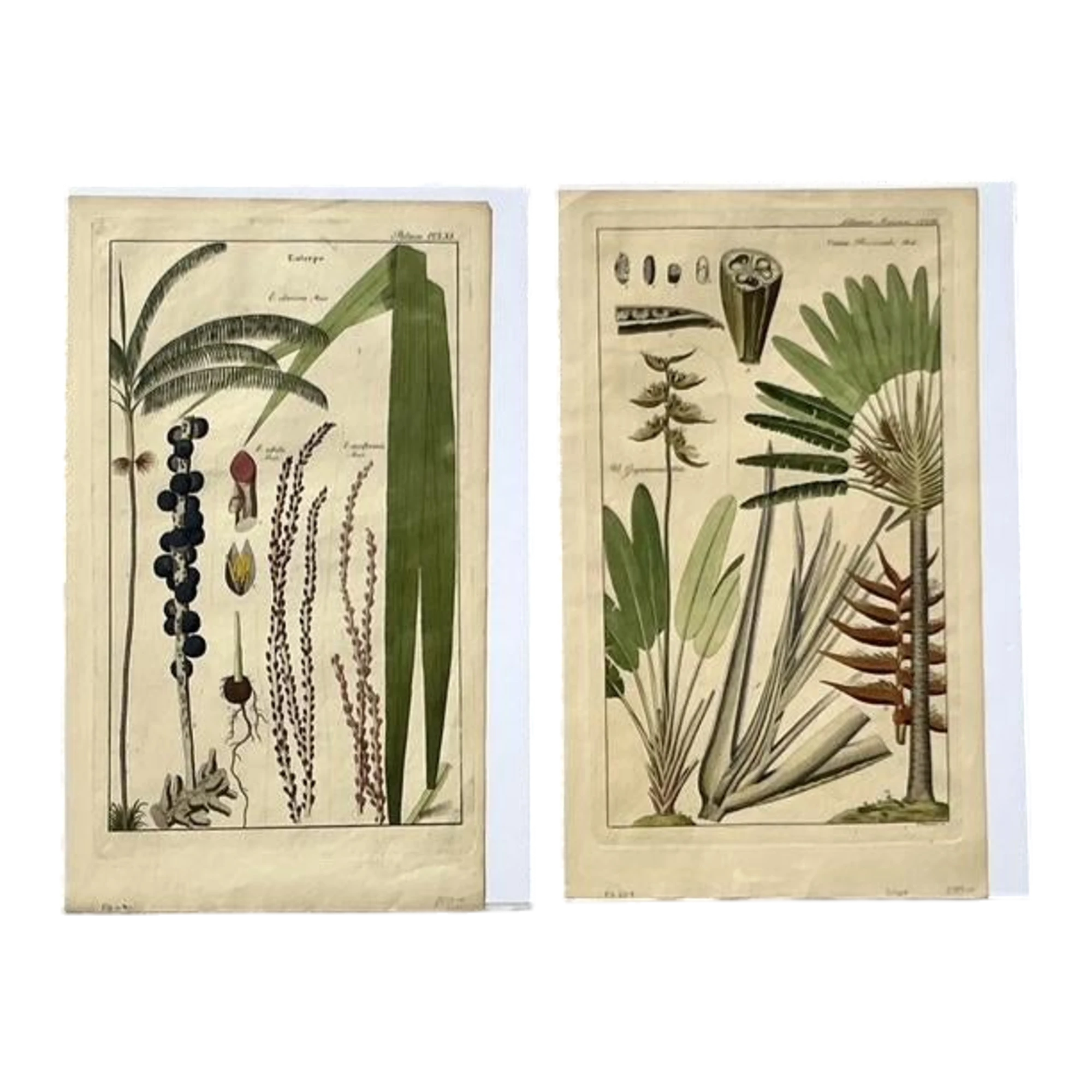 Vintage Boho Botanical Engravings - Set of 2