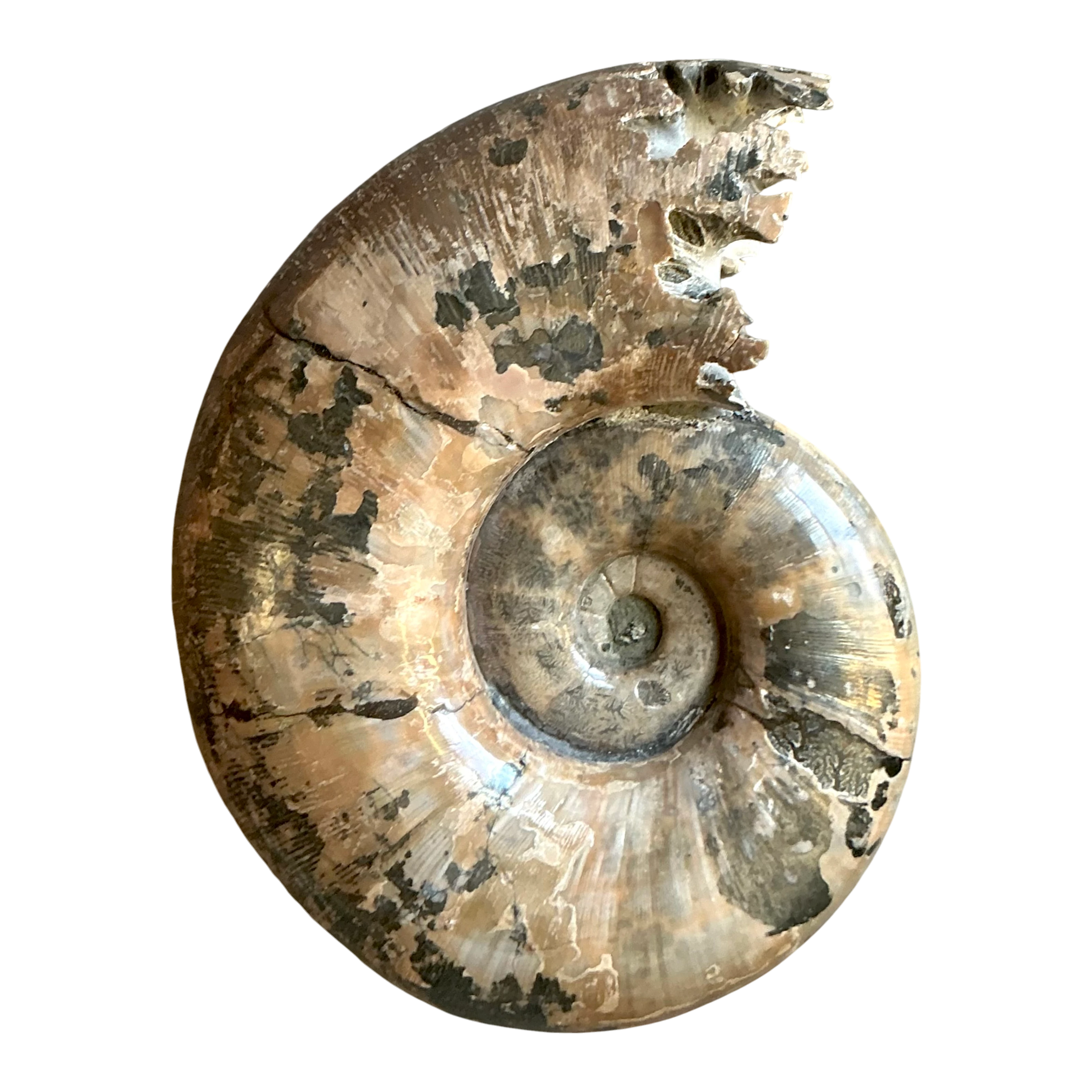Vintage Boho Extra Large Ammonite Specimen