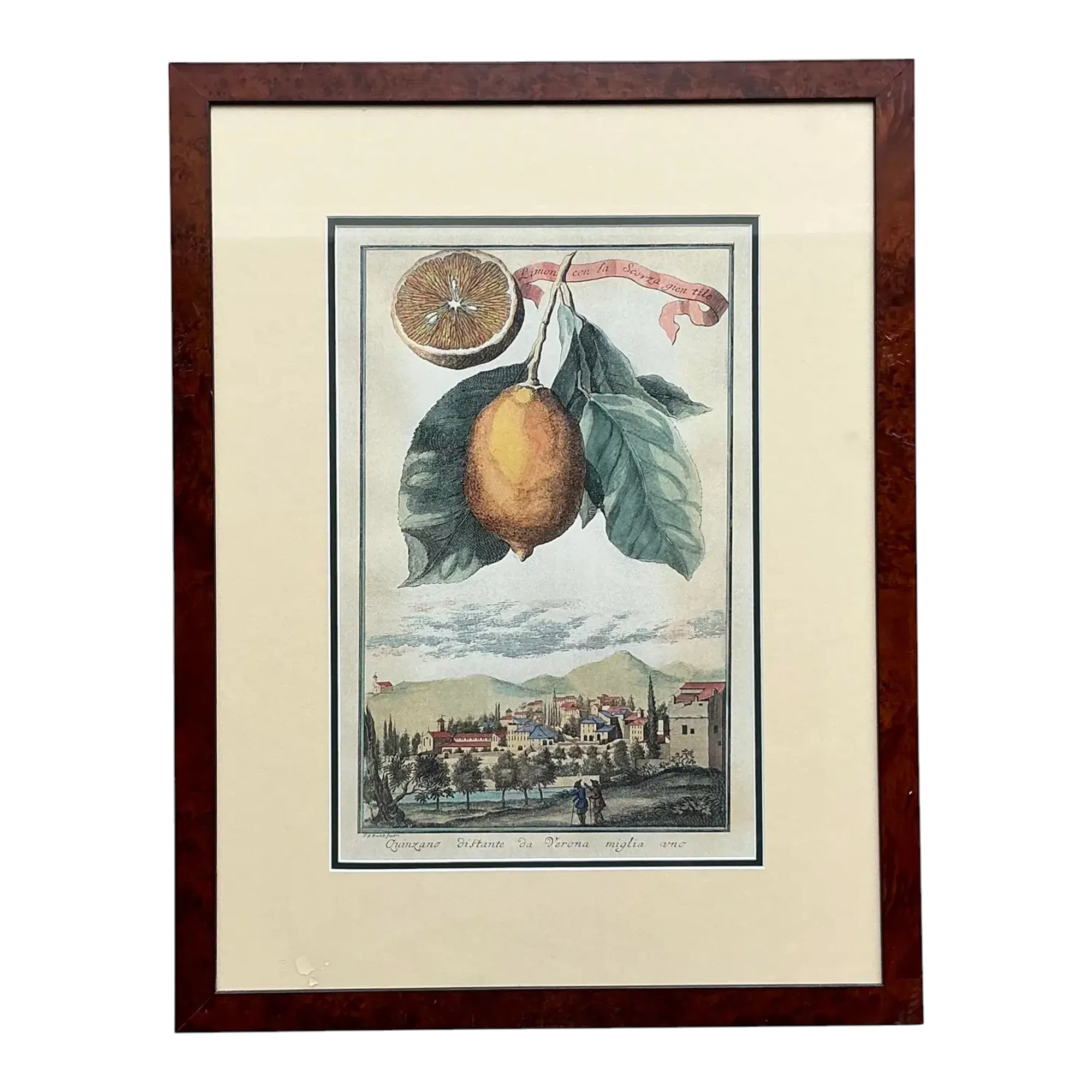 Vintage Coastal Lemon Engraving