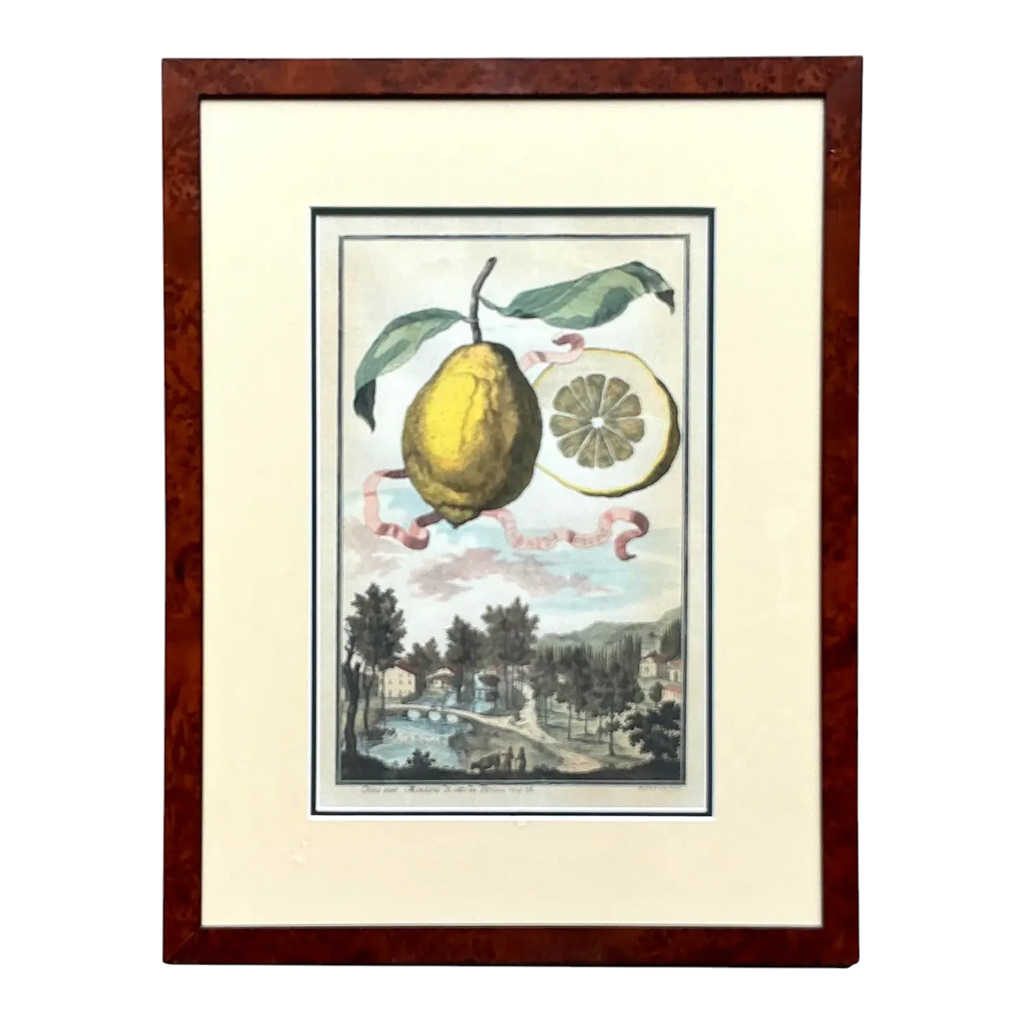 Vintage Coastal Lemon Engraving on Paper