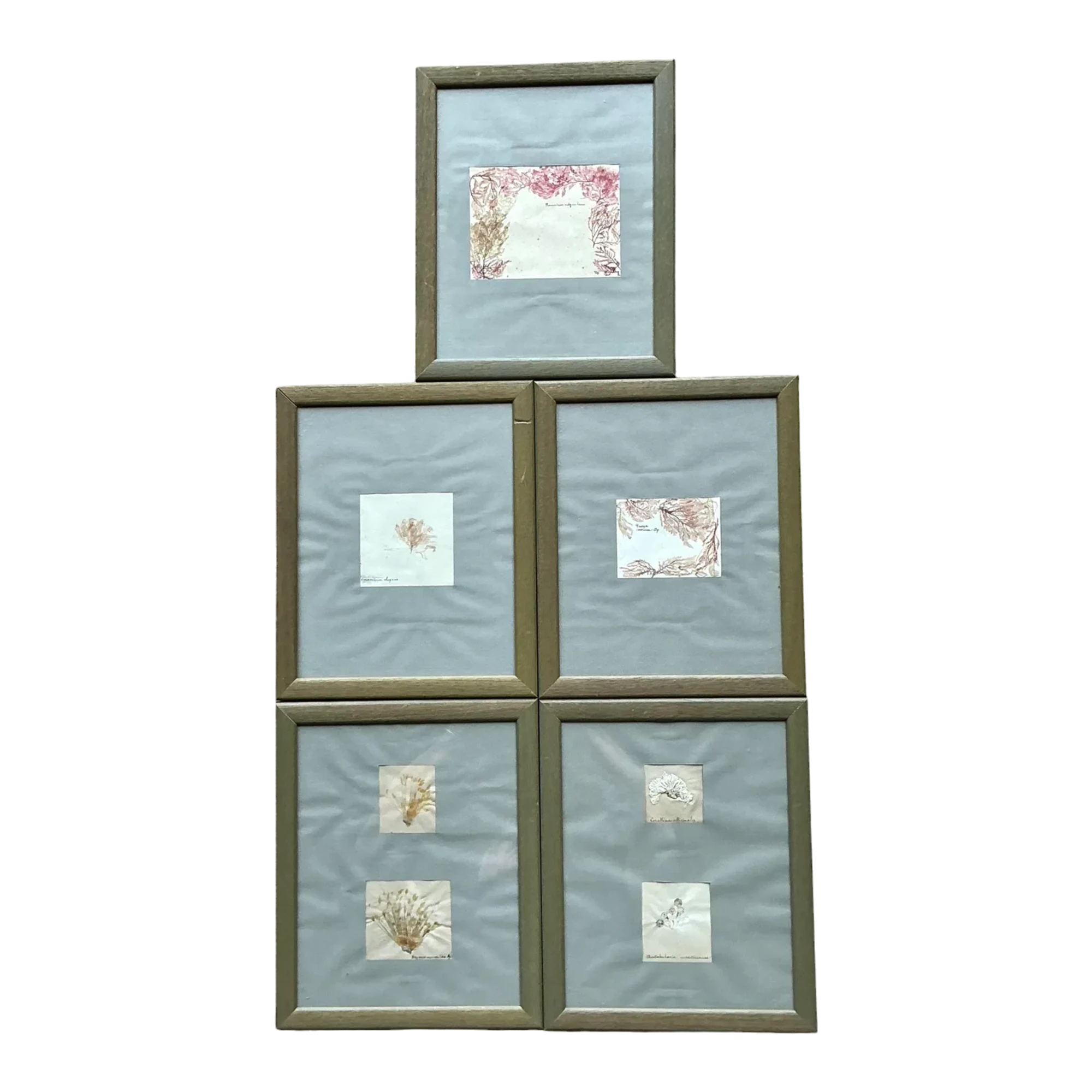 Vintage Pressed Specimen Clippings - Set of 5