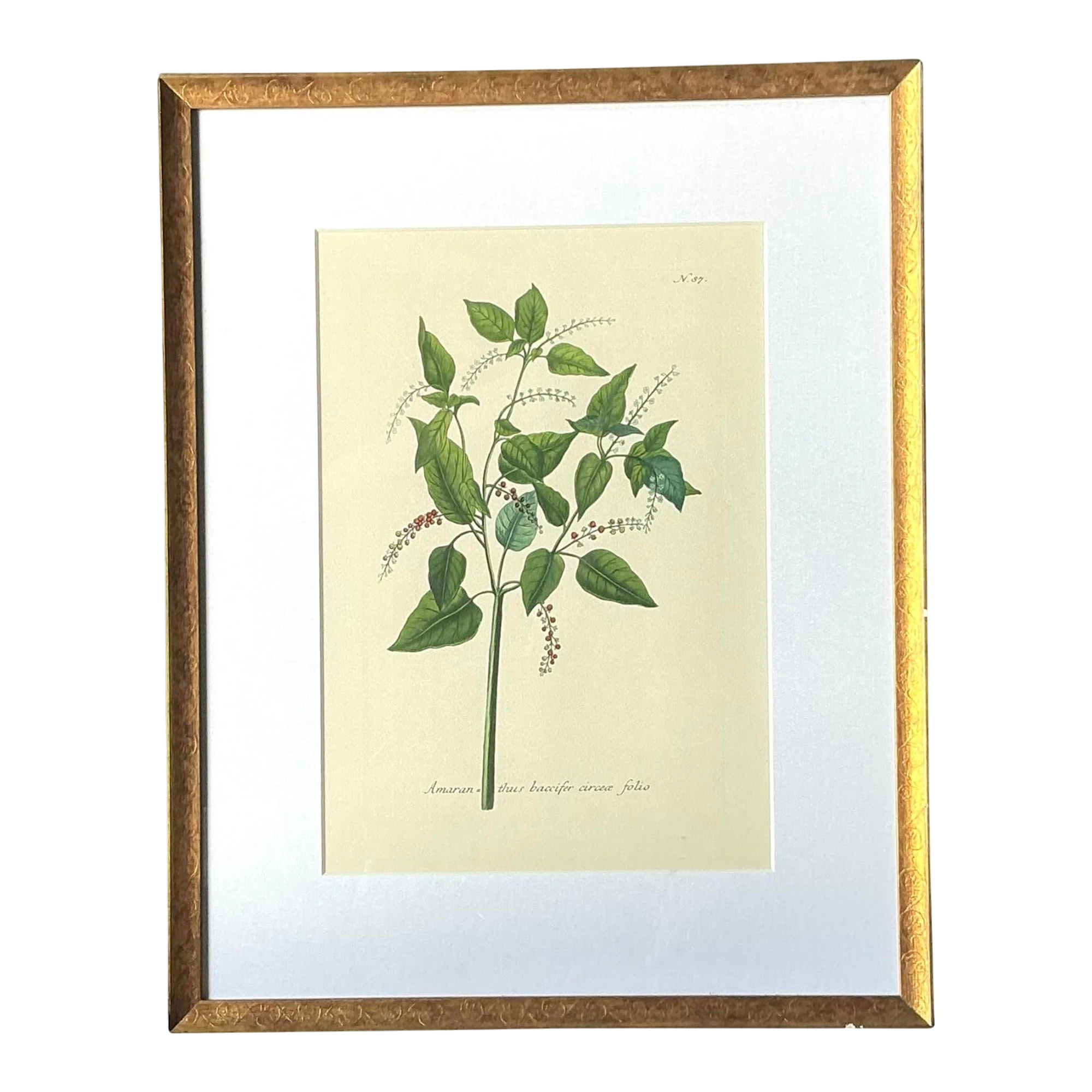 Vintage Regency Flower Specimen Prints