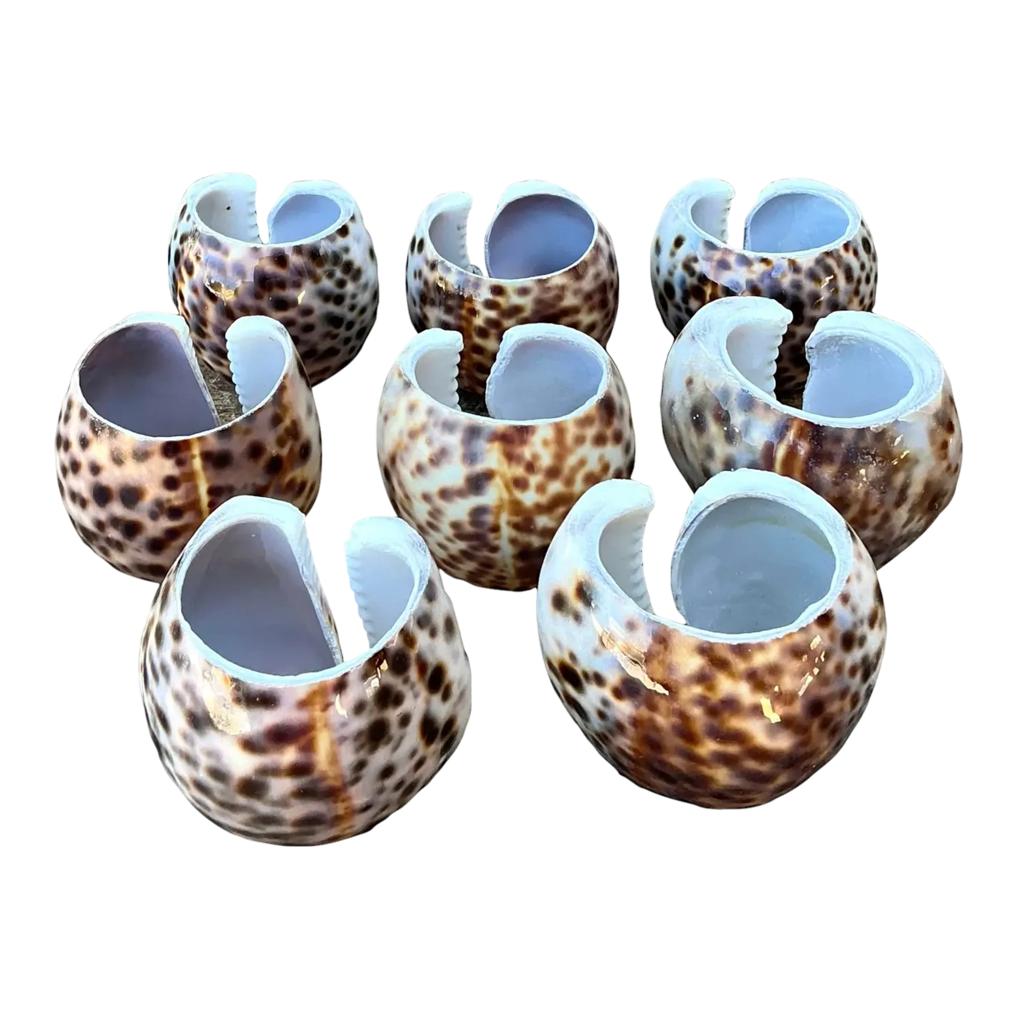 Vintage Sliced Shell Napkin Holders - Set of 8 — additional photo 1