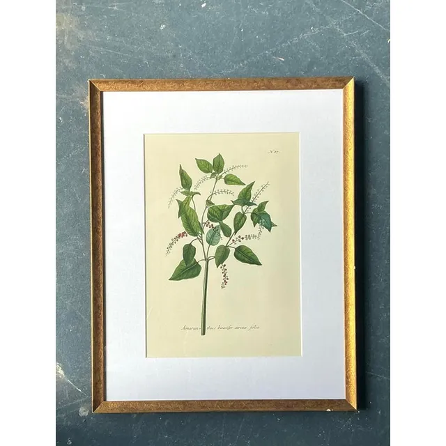 Vintage Regency Flower Specimen Prints — additional photo 2