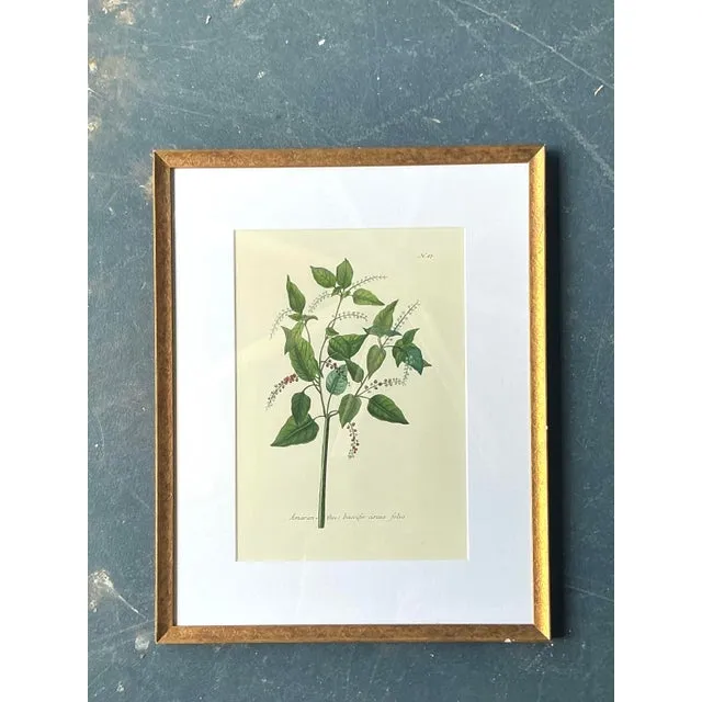 Vintage Regency Flower Specimen Prints — additional photo 4