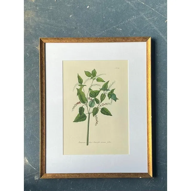 Vintage Regency Flower Specimen Prints — additional photo 5