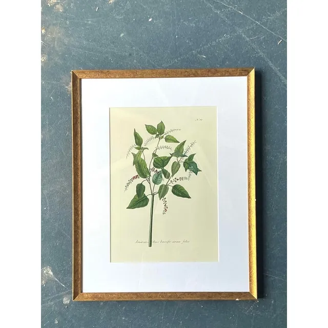 Vintage Regency Flower Specimen Prints — additional photo 6