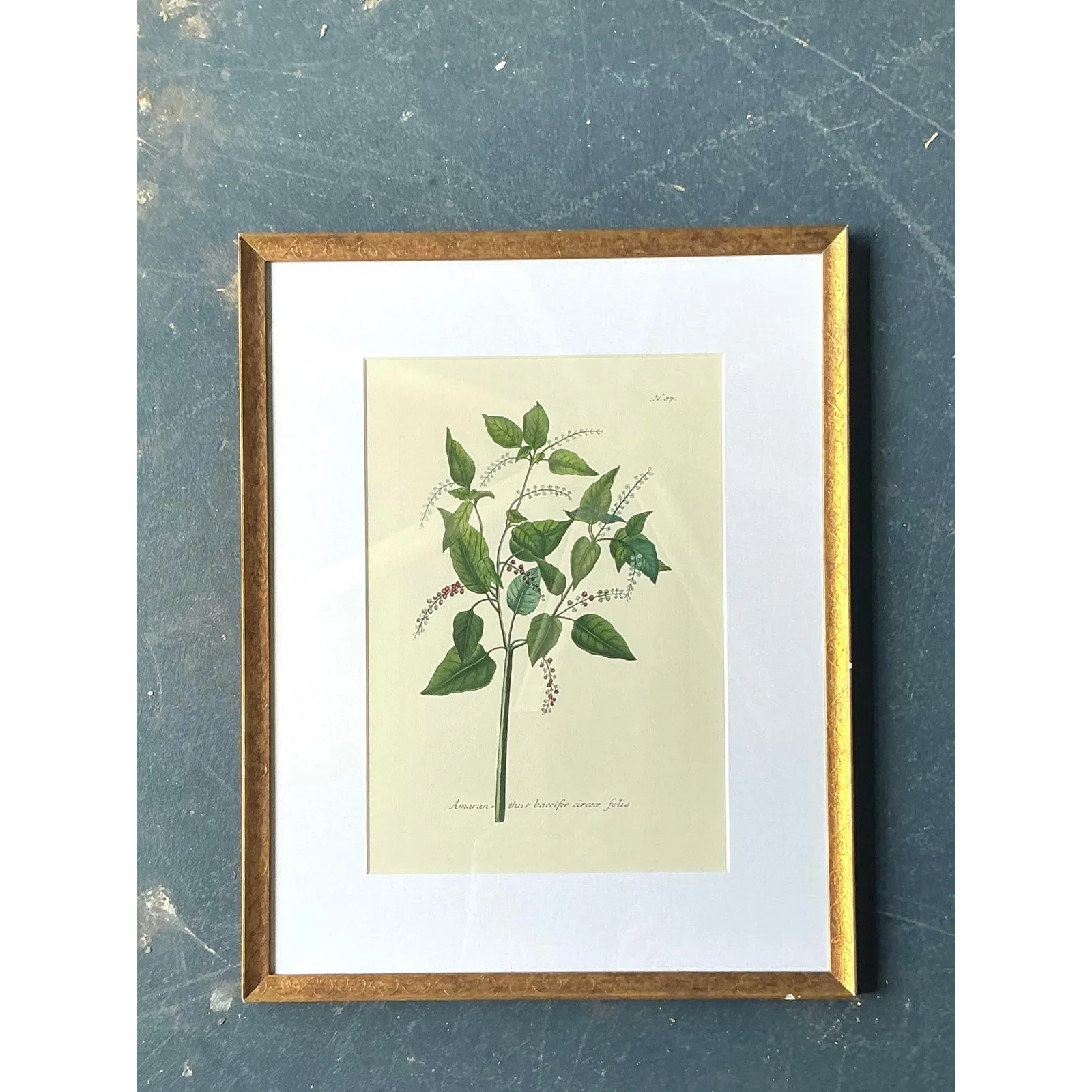 Vintage Regency Flower Specimen Prints — additional photo 7