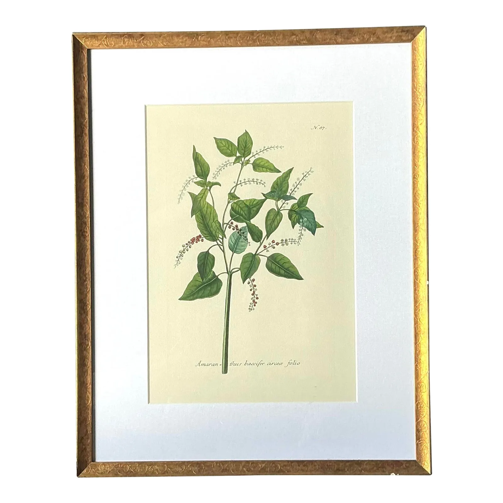 Vintage Regency Flower Specimen Prints — additional photo 1