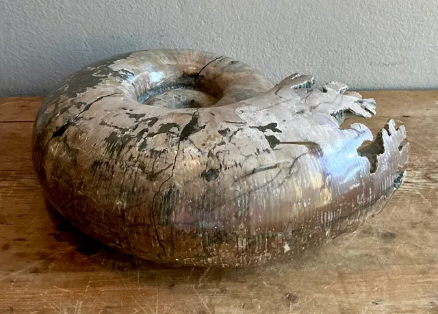 Vintage Boho Extra Large Ammonite Specimen — additional photo 2