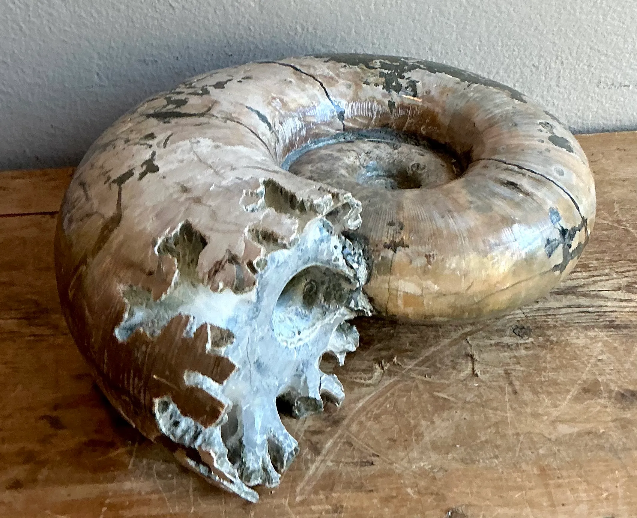 Vintage Boho Extra Large Ammonite Specimen — additional photo 3