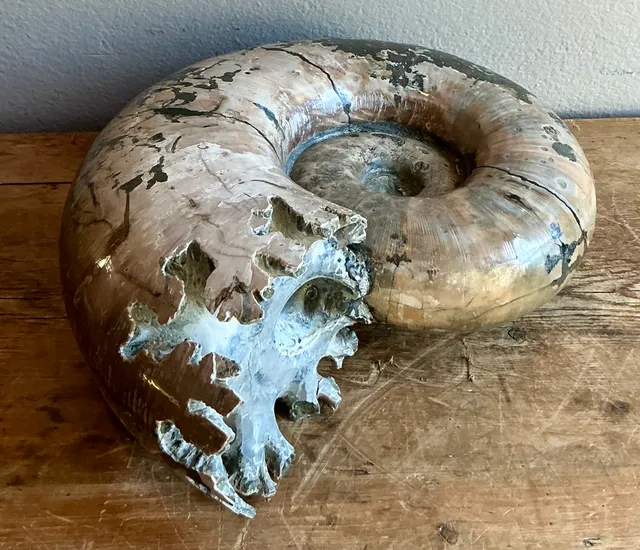 Vintage Boho Extra Large Ammonite Specimen — additional photo 5