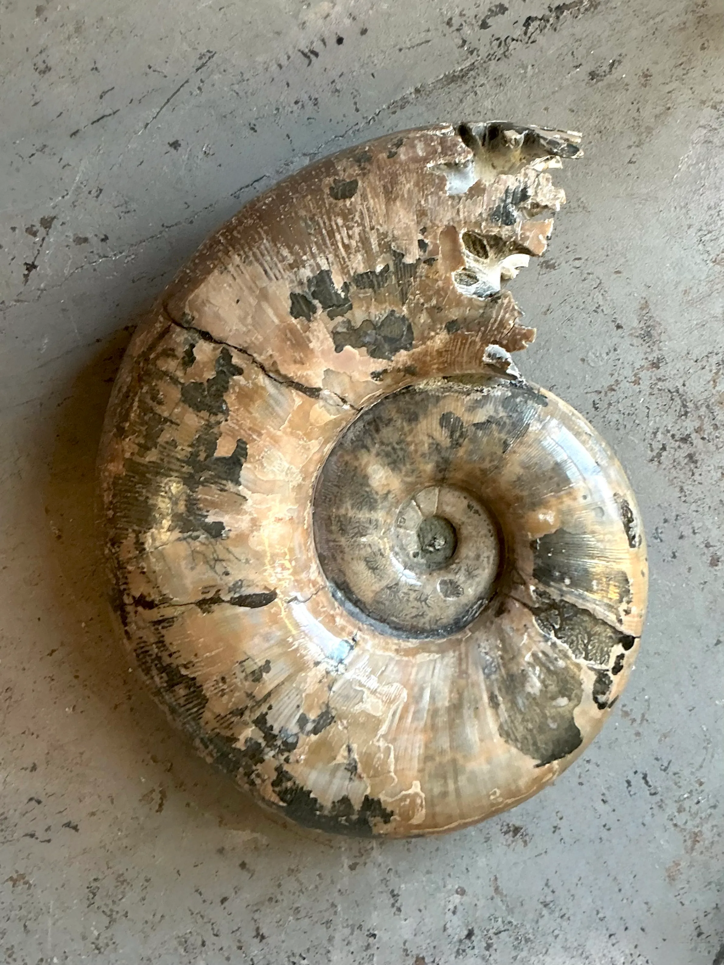 Vintage Boho Extra Large Ammonite Specimen — additional photo 1