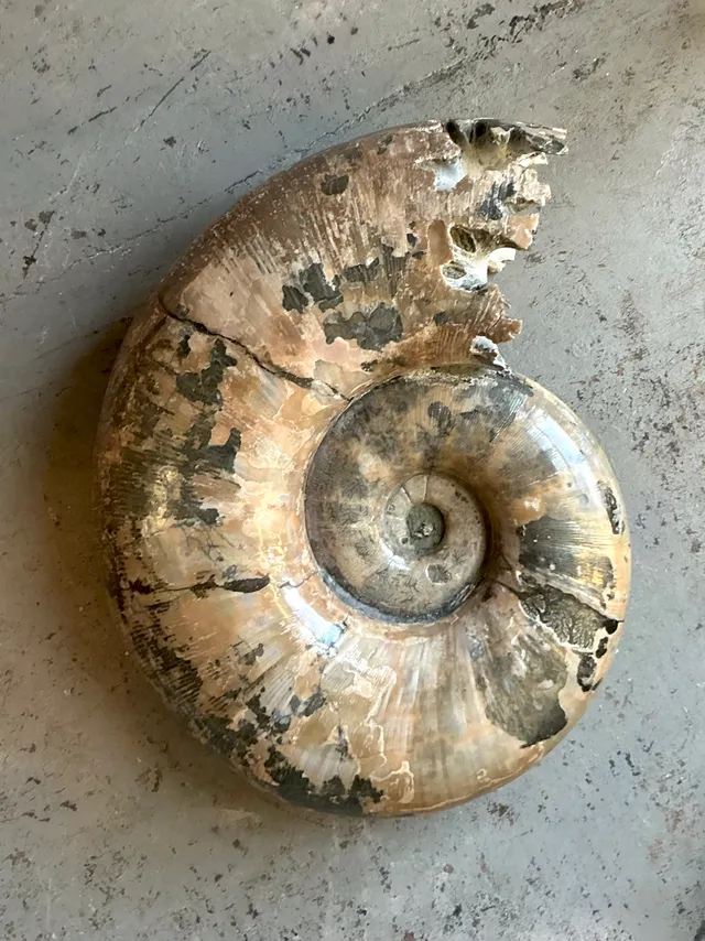 Vintage Boho Extra Large Ammonite Specimen — additional photo 1