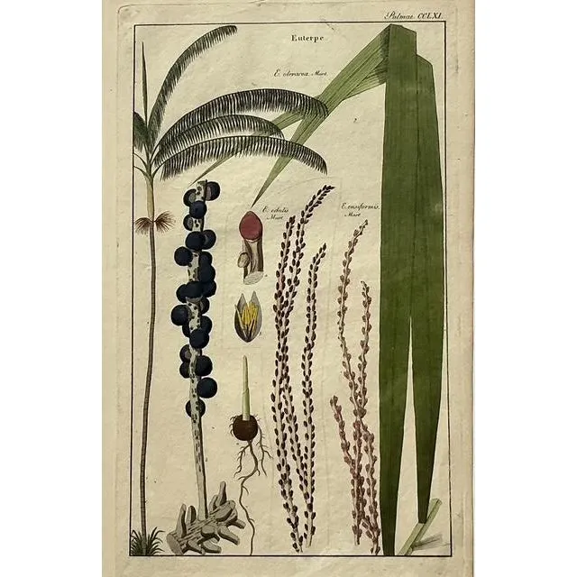 Vintage Boho Botanical Engravings - Set of 2 — additional photo 6
