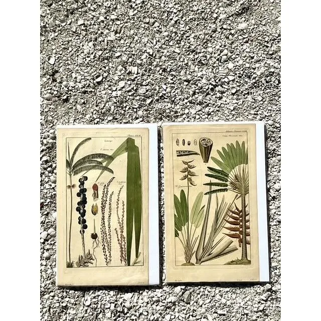 Vintage Boho Botanical Engravings - Set of 2 — additional photo 1