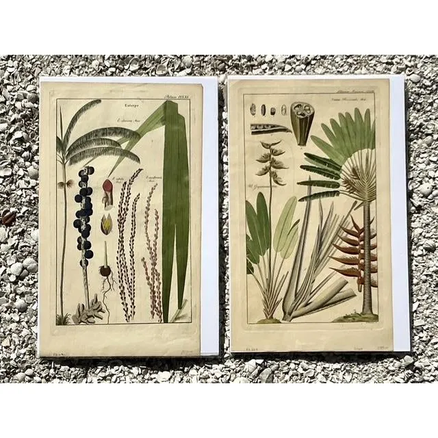 Vintage Boho Botanical Engravings - Set of 2 — additional photo 1