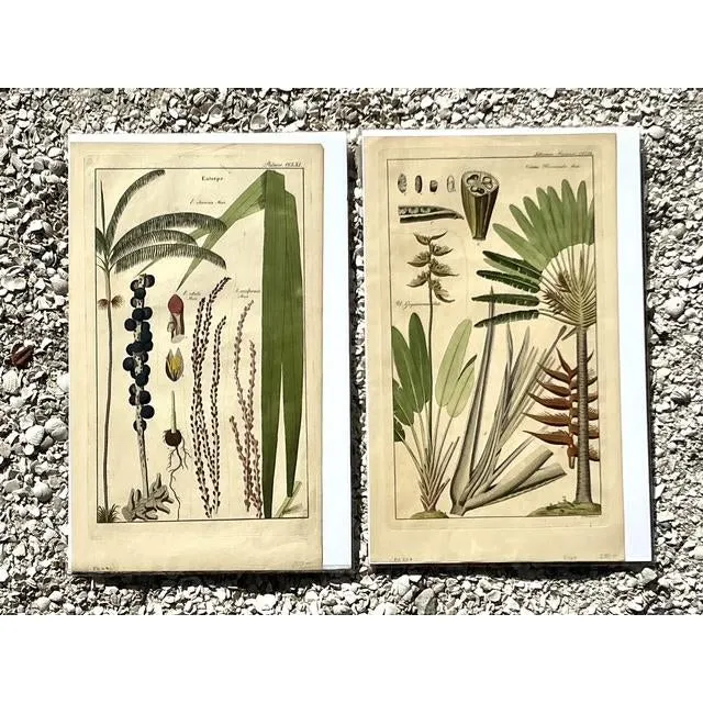Vintage Boho Botanical Engravings - Set of 2 — additional photo 5