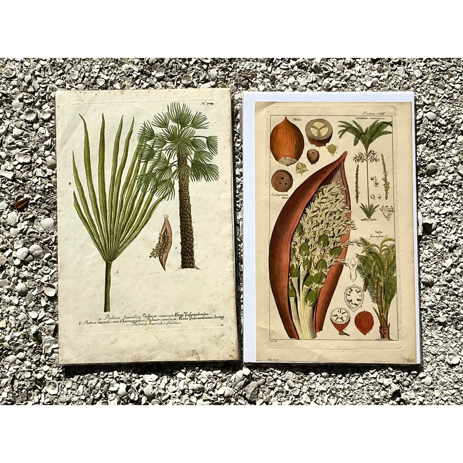 Vintage Boho Botanical Engravings - Set of 2 - Paper, 10W x 15.5H
