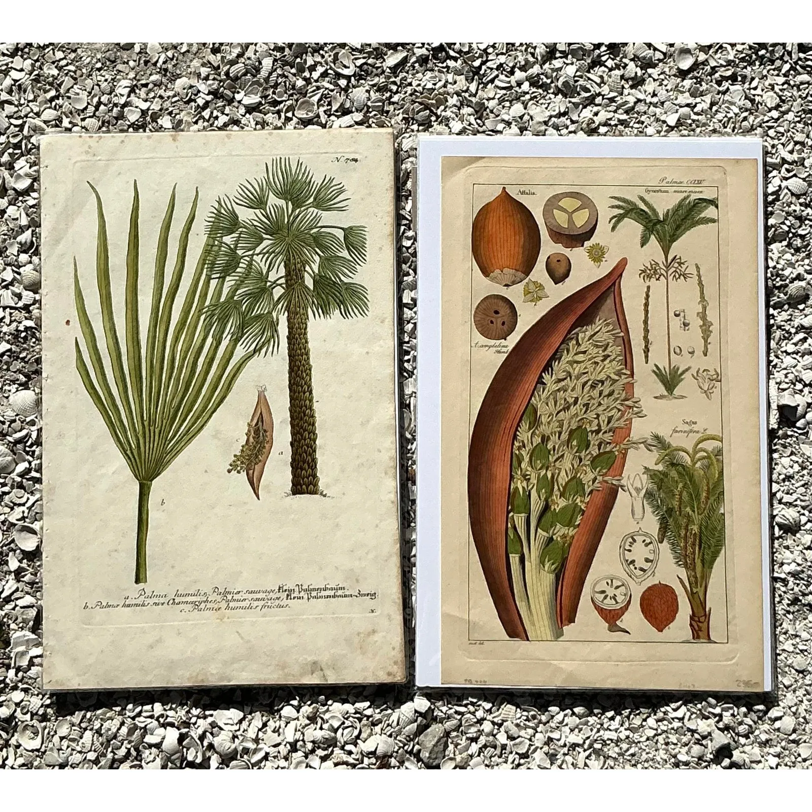 Vintage Boho Botanical Engravings - Set of 2 - Paper, 10W x 15.5H — additional photo 1