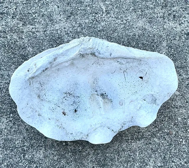 Vintage Gigas Giant Clamshell #1 — additional photo 1