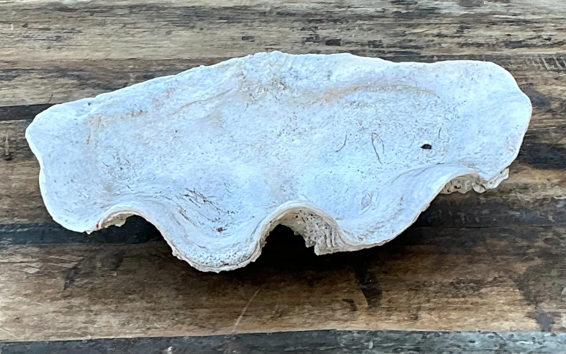 Vintage Gigas Giant Clamshell #1 — additional photo 2