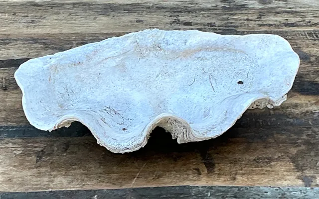 Vintage Gigas Giant Clamshell #1 — additional photo 2