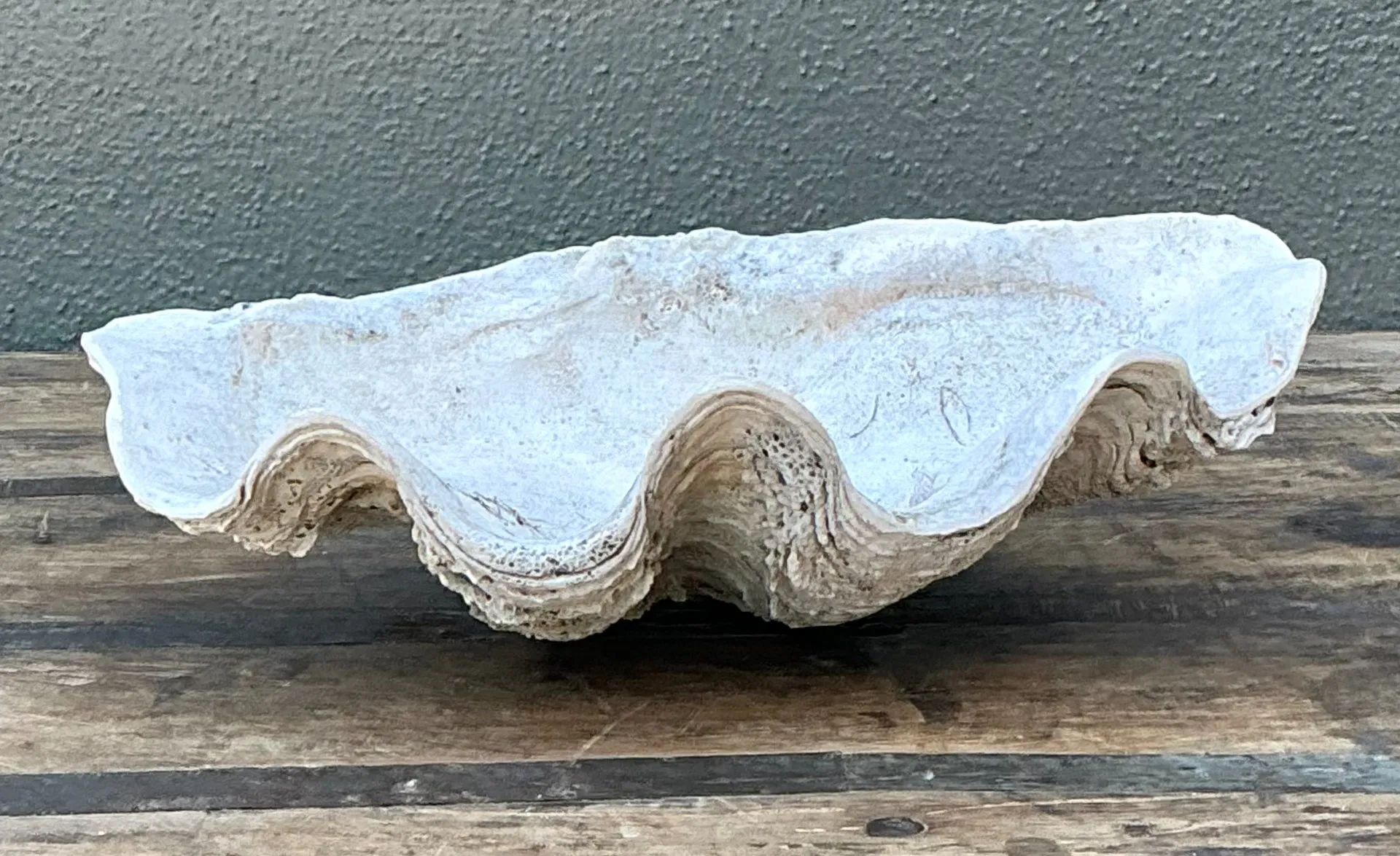 Vintage Gigas Giant Clamshell #1 — additional photo 3