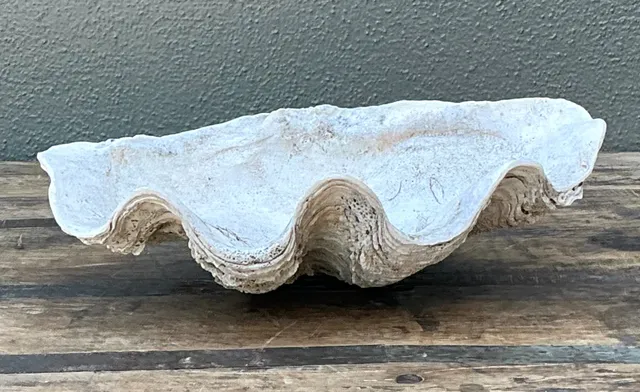 Vintage Gigas Giant Clamshell #1 — additional photo 3