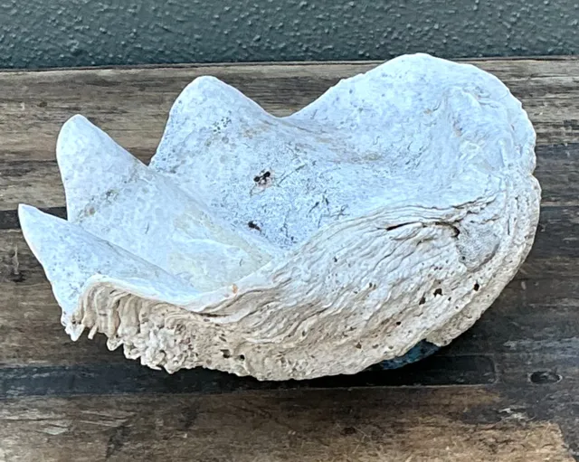 Vintage Gigas Giant Clamshell #1 — additional photo 4