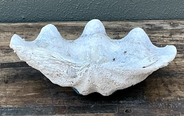 Vintage Gigas Giant Clamshell #1 — additional photo 5