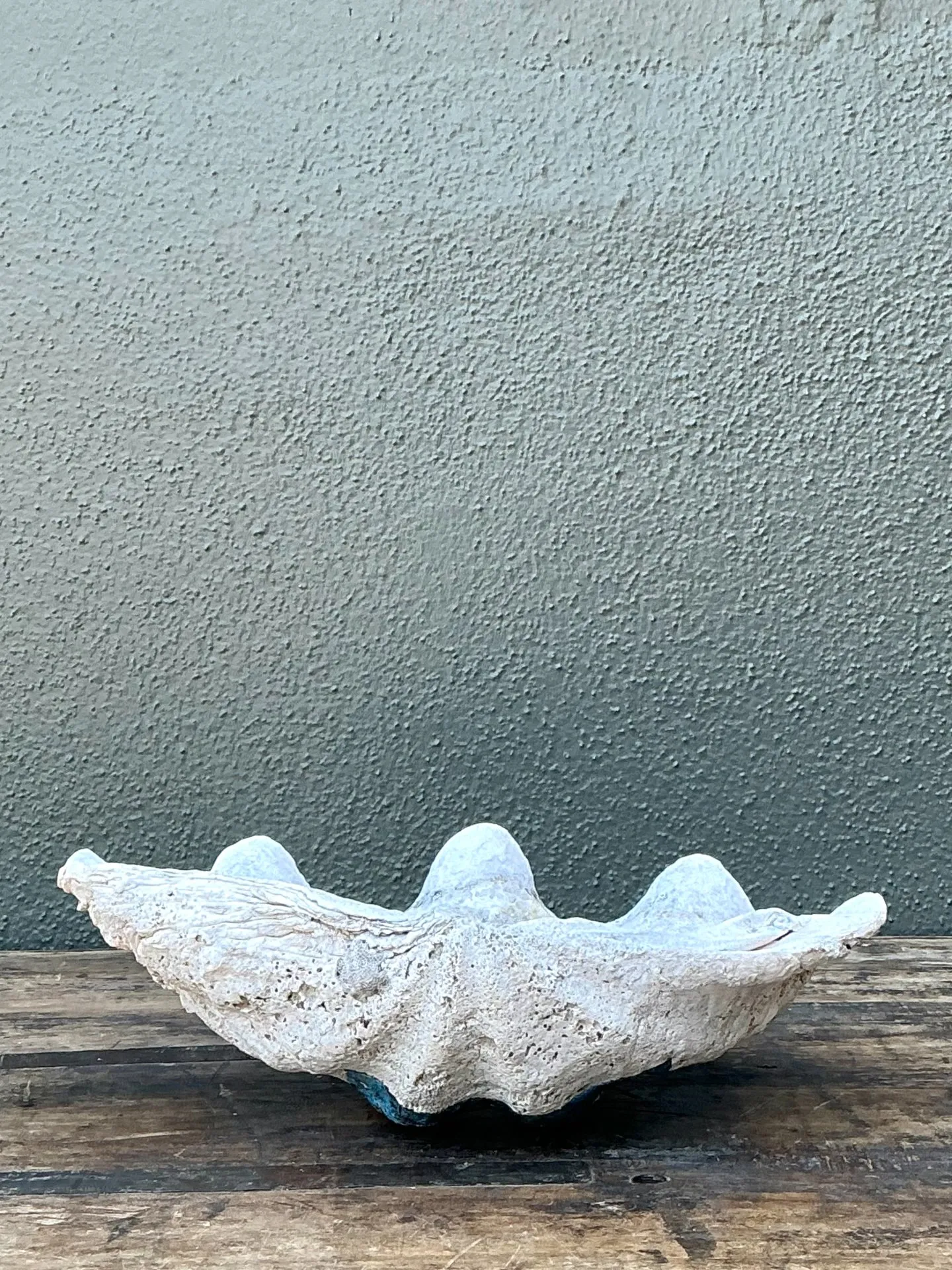 Vintage Gigas Giant Clamshell #1 — additional photo 6