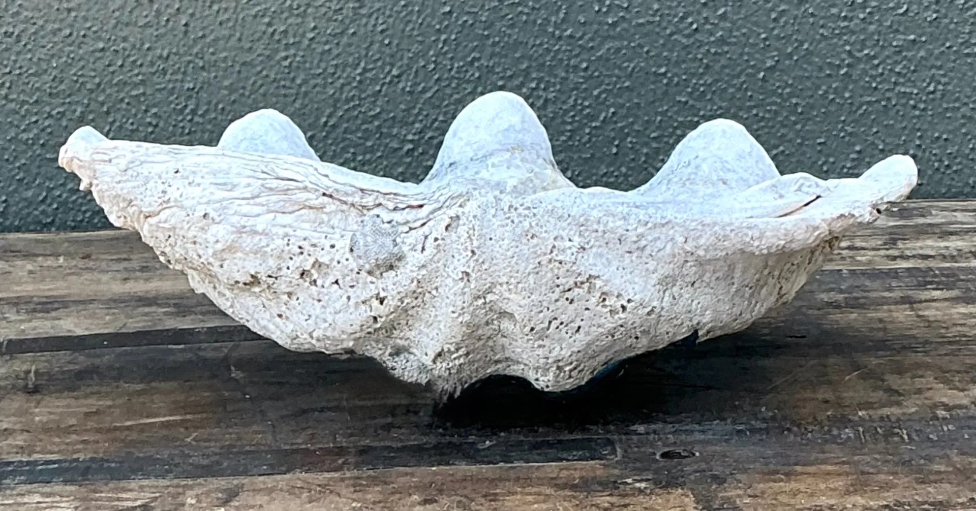 Vintage Gigas Giant Clamshell #1 — additional photo 7