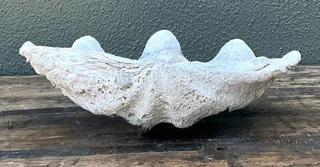 Vintage Gigas Giant Clamshell #1 — additional photo 7