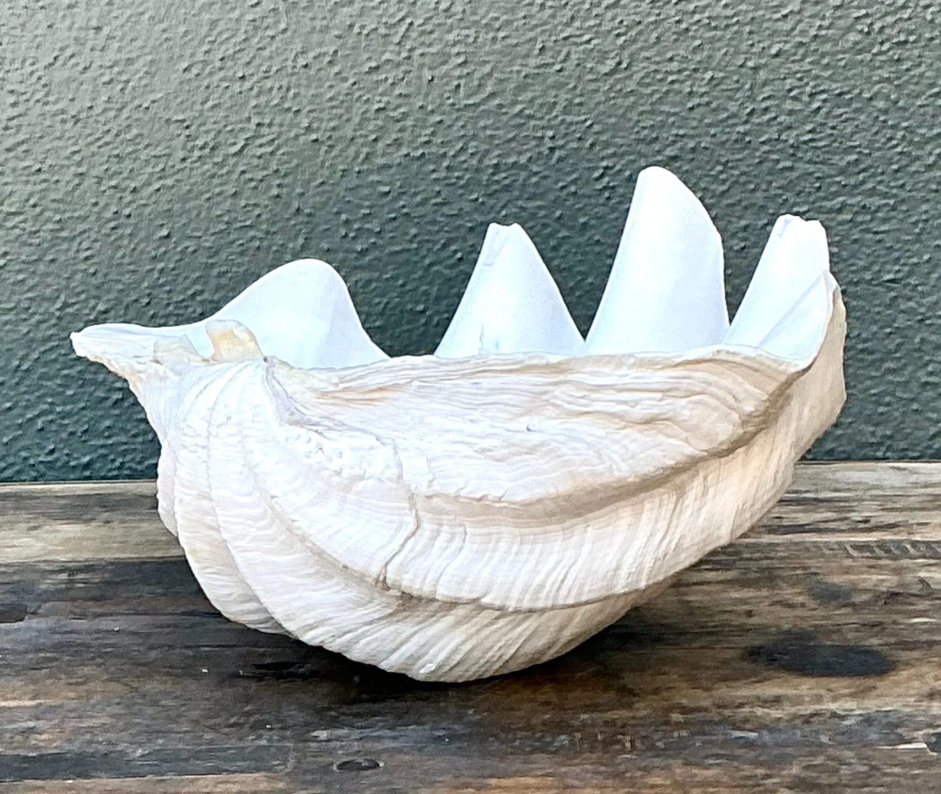 Vintage Gigas Giant Clamshell #2 — additional photo 4
