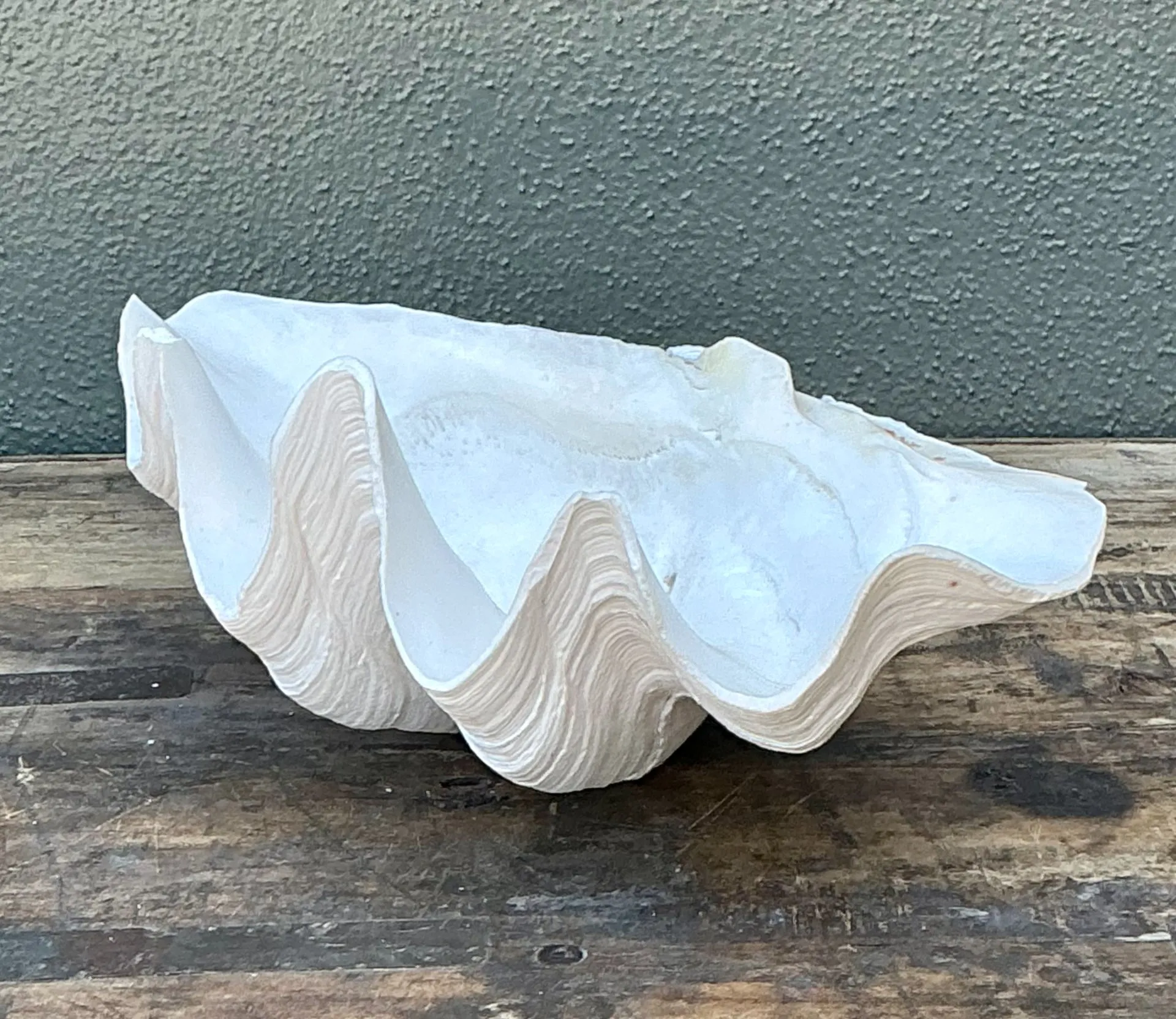Vintage Gigas Giant Clamshell #2 — additional photo 5