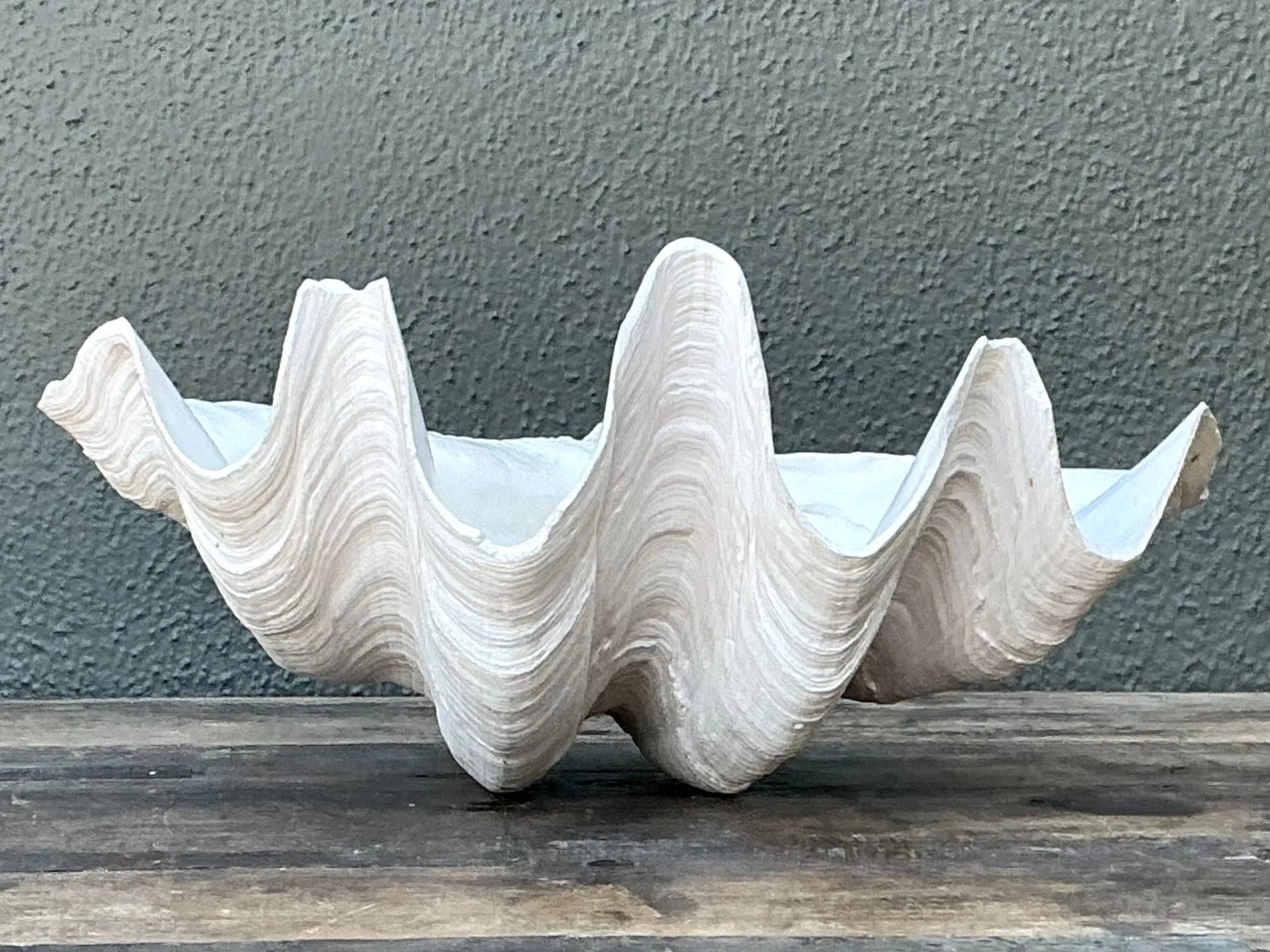 Vintage Gigas Giant Clamshell #2 — additional photo 7