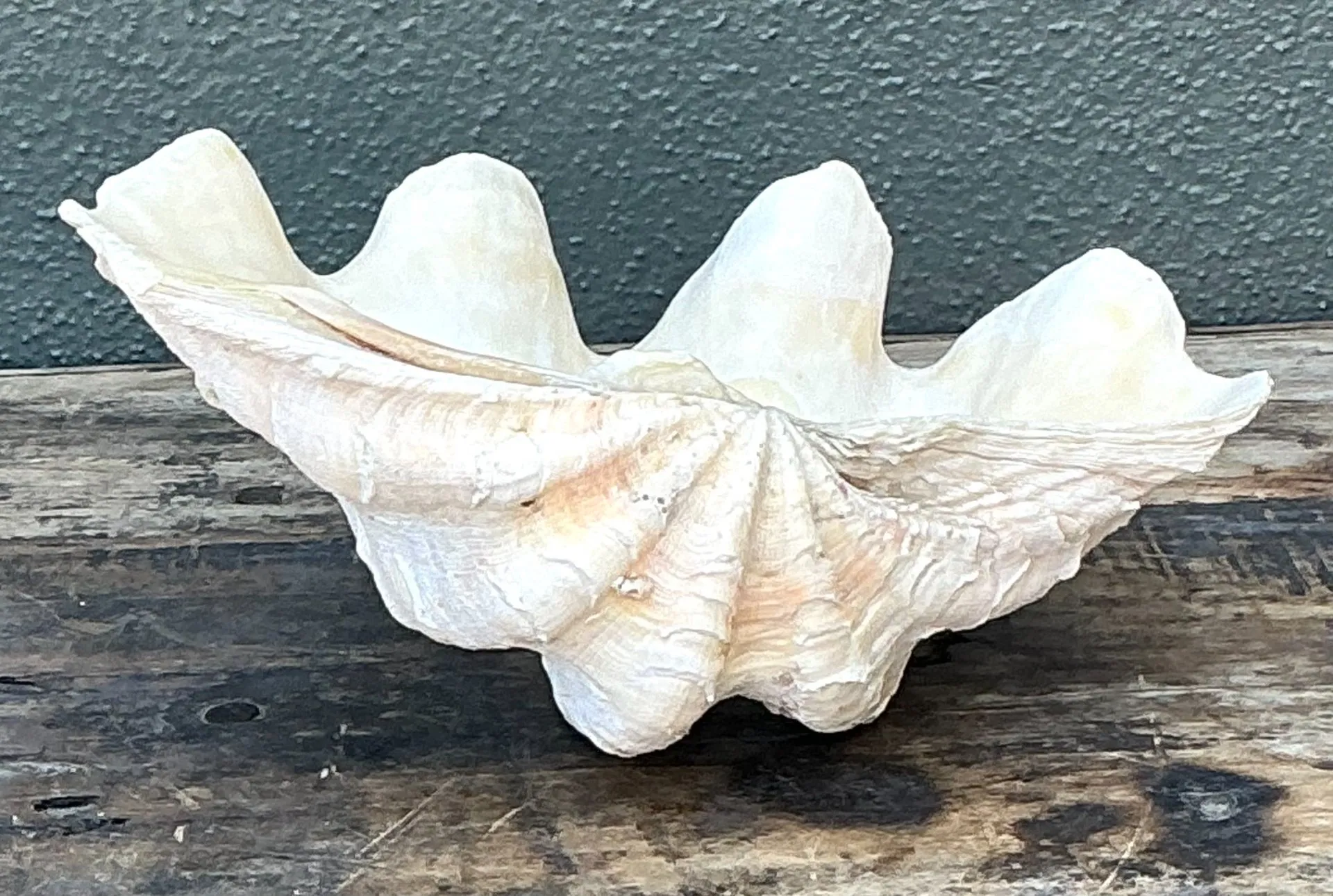 Vintage Gigas Giant Clamshell #5 — additional photo 2