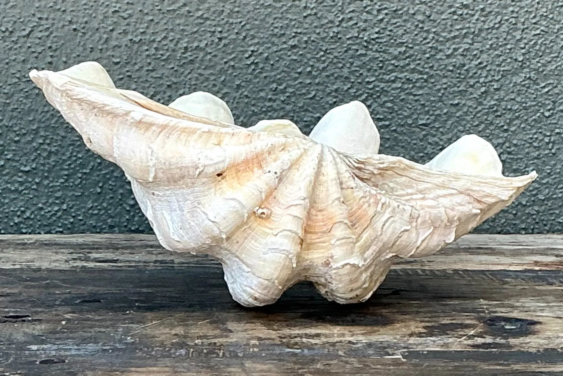 Vintage Gigas Giant Clamshell #5 — additional photo 3