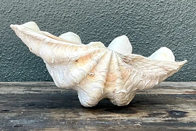 Vintage Gigas Giant Clamshell #5 — additional photo 3