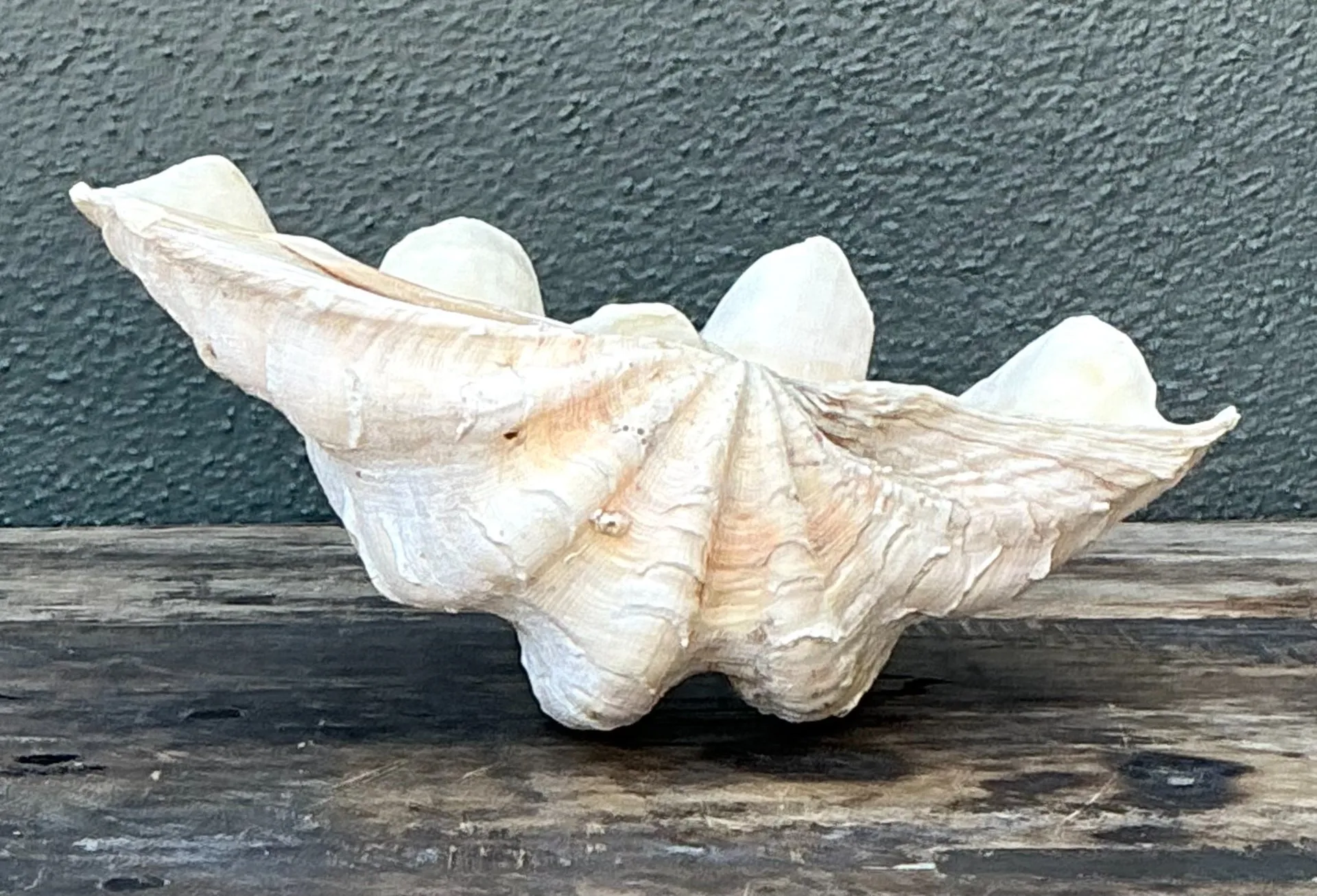 Vintage Gigas Giant Clamshell #5 — additional photo 4