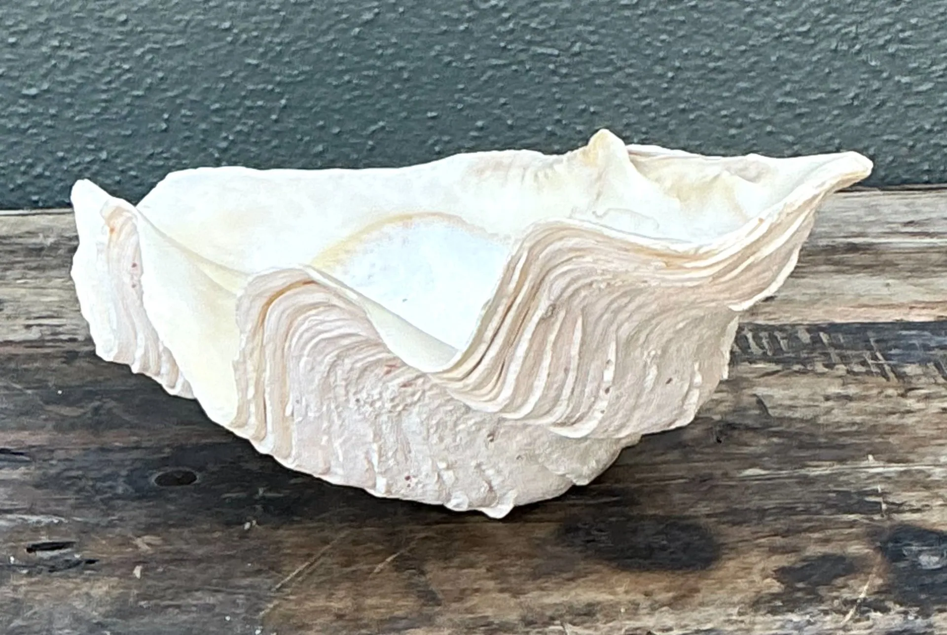 Vintage Gigas Giant Clamshell #5 — additional photo 5