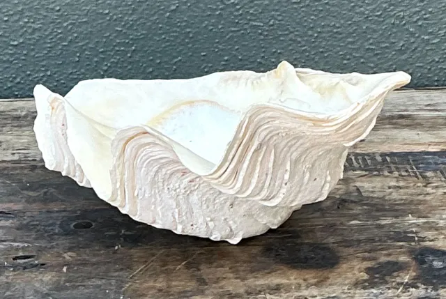 Vintage Gigas Giant Clamshell #5 — additional photo 5
