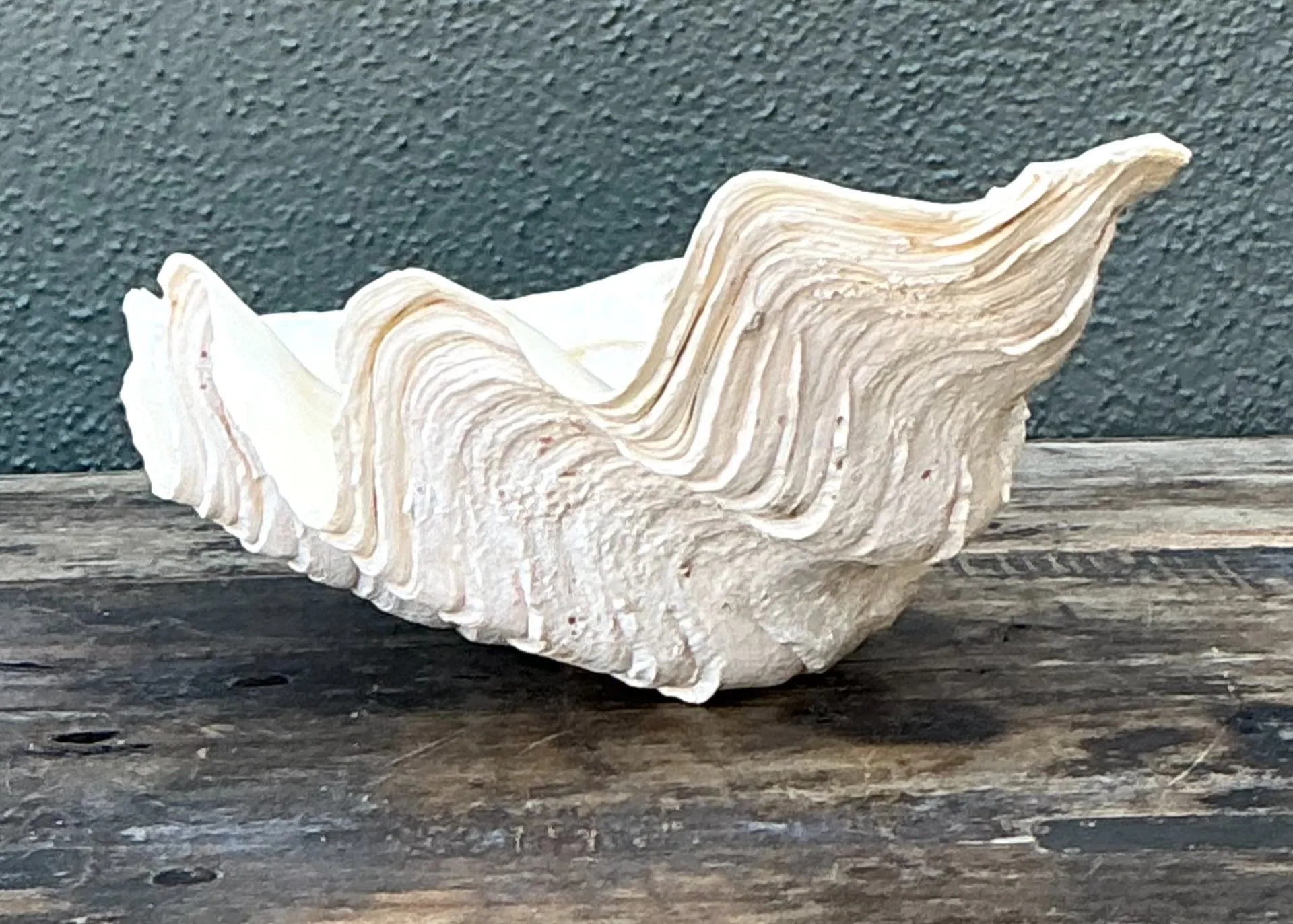 Vintage Gigas Giant Clamshell #5 — additional photo 6